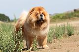 CHOW CHOW 094